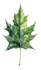 Watercolor London Plane Leaf With Intricate Veins and Serrated Edges on White