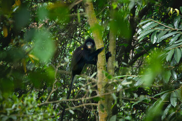 javan surili or javan leaf monkey (Presbytis comata) sitting on tree, found in Pekalongan rainforest, indonesia, with natural background