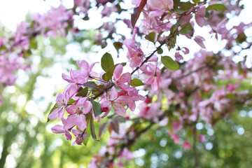Closeup of a pink blossom branch in spring