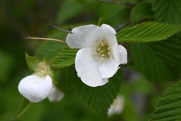 Jetbead (Rhodotypos scandens) flowers. Rosaceae deciduous shrub. White four-petaled flowers bloom from April to May.