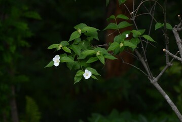 Jetbead (Rhodotypos scandens) flowers. Rosaceae deciduous shrub. White four-petaled flowers bloom from April to May.