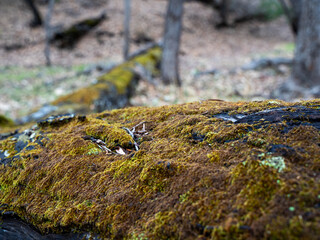 Moss-covered fallen tree trunk in a forest setting