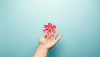 A Single Pink Cosmos Flower Held Gently in a Person's Hand Against a Light Blue Background