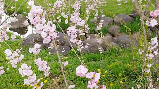 桜と小川(動画)①