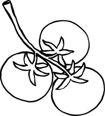 Cartoon Fresh Tomatoes on a Vine Illustration Doodle Outline Farmer Market