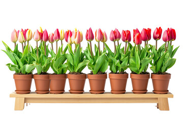 Vibrant Tulips in Terracotta Pots on Wooden Stand for Spring Decor and Gardening Inspiration on transparent background
