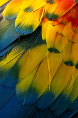 Colorful Macaw Feathers Close-Up with Vibrant Texture
