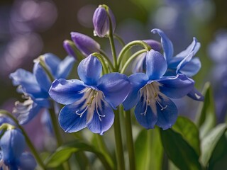 The Unique Charm of Mertensia Flowers: With Their Striking Blue-Purple Petals and Early Spring Blooms, These Flowers Offer a Refreshing Pop of Color and Elegance in Garden Spaces