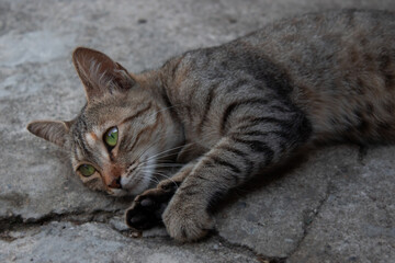 Thoughtful Gray Cat with Green Eyes Lying on the Floor