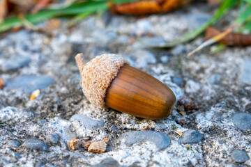 A detailed shot of a single brown acorn on a textured pebbled surface, surrounded by autumn leaves....
