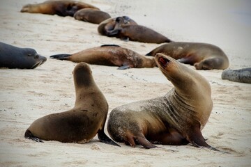 Two angry Galapagos Sea Lions on a sandy beach surrounded by other sleeping sea lions