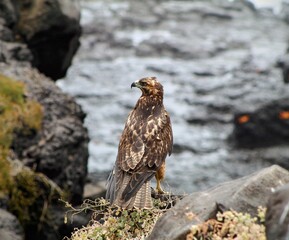 Brown and white Galapagos Hawk standing on volcanic rock with other lava rocks and the ocean in the background