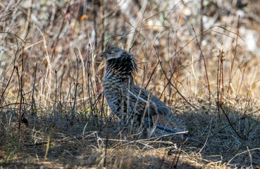 Ruffed grouse in the forest