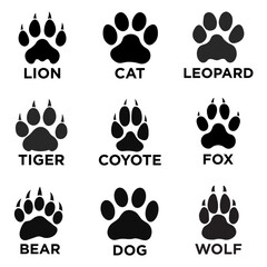 Vector illustration of various animal paw print silhouettes including lion, cat, leopard, tiger, coyote, fox, bear, dog, and wolf, isolated on white background for educational or design use