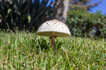 Hongo parasol venenoso