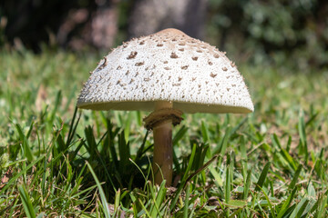 Chlorophyllum molybdites Hongos