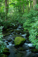 Large Mossy Boulder Sits In Rushing Water Of Jakes Creek In Great Smoky Mountains
