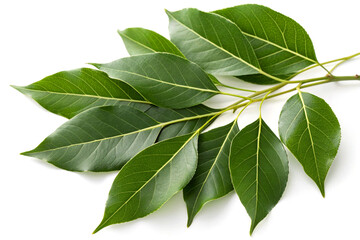 Fototapeta premium Fresh Camphor Tree Leaves with Glossy Texture on White Background