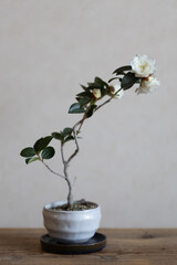 白い山茶花の盆栽