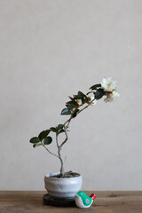 白い山茶花の盆栽