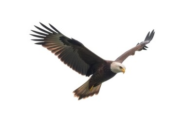 Fototapeta premium Eagle soaring high in elegant flight isolated on white background photography