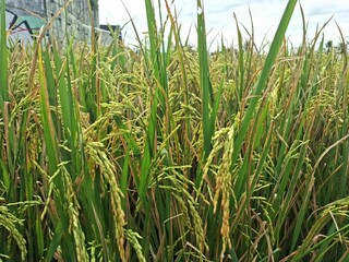 Indonesian rice fields turn yellow in harvest season.This vibrant yellow hue indicates that the rice is ready to be harvested, and the fields are often picturesque during this time
