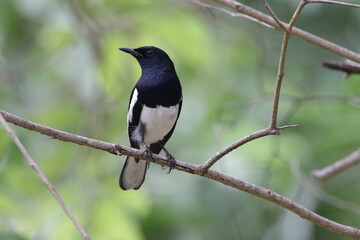 Beautiful Birds in Sri Lanka 