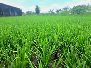 Green rice plants in the rice fields of Indonesia. This is a very typical and beautiful view. This is a rice field in the city of Yogyakarta, Indonesia