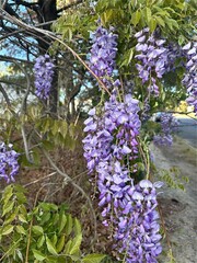 lilac flowers in the garden