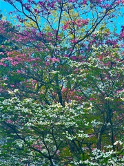 blooming cherry tree