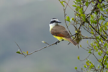 Great Kiskadee