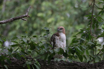 Beautiful Birds in Sri Lanka 