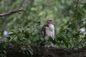 Beautiful Birds in Sri Lanka 