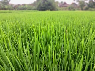 Green rice plants in the rice fields of Indonesia. This is a very typical and beautiful view. This is a rice field in the city of Yogyakarta, Indonesia