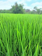 Green rice plants in the rice fields of Indonesia. This is a very typical and beautiful view. This is a rice field in the city of Yogyakarta, Indonesia