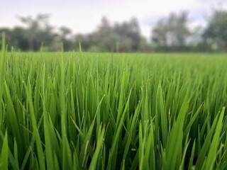 Green rice fields in Indonesia. This is a very typical and beautiful view. This is a rice field located in the city of Yogyakarta, Indonesia