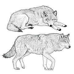 wolf isolated on white background