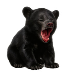 Obraz premium black bear cub