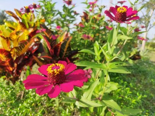 Zinnia elegans, known as youth-and-age, common zinnia or elegant zinnia, an annual flowering plant...