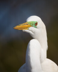 Close up of a great egret in breeding plumage. 