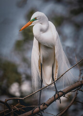 Great Egret in breeding plumage at sunrise. 