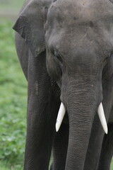 Obraz premium Sri Lankan Elephants and Tuskers in Kadulla National Park, Sri Lanka 