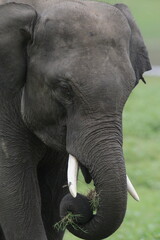 Fototapeta premium Sri Lankan Elephants and Tuskers in Kaudulla National Park. 