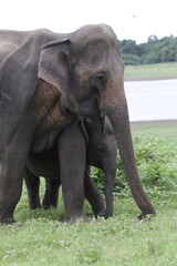 Sri Lankan Elephants and Tuskers in Kadulla National Park, Sri Lanka 