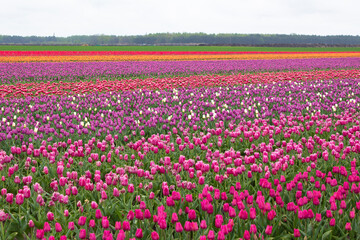 Many colorful tulips on fields during spring. Tulips are grown in rows by variety.