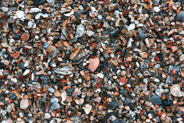 A mixture of colorful shells on a Florida Beach. 