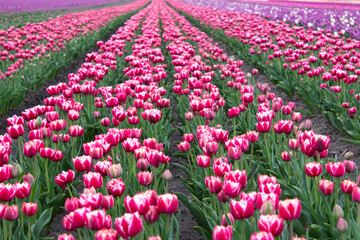 Many colorful tulips on fields during spring. Tulips are grown in rows by variety.