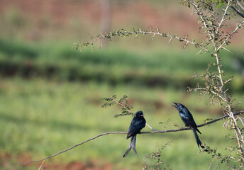 Two glossy Black drongos perched on a twig in there natural habitat and the background is lush green with well blurred.