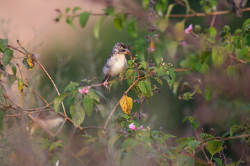 A beautiful juvenile baya weaver perched on a slender branch with lot of leaves and searching feeds  with blurred background.