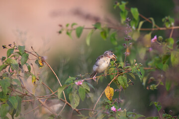 A beautiful juvenile baya weaver perched on a slender branch with lot of leaves and searching feeds  with blurred background.